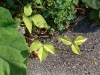 23-08-2008_20090118_1253490926