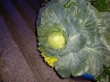 26-08-2008_20090118_1134939395