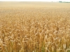 countryside_aug_2009_004