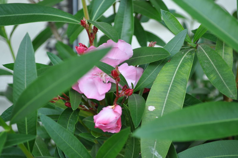 flowers003