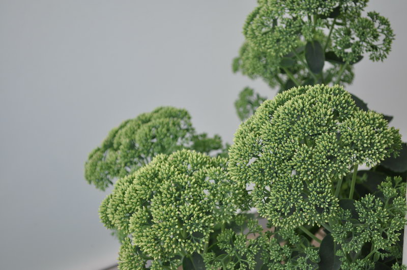flowers004