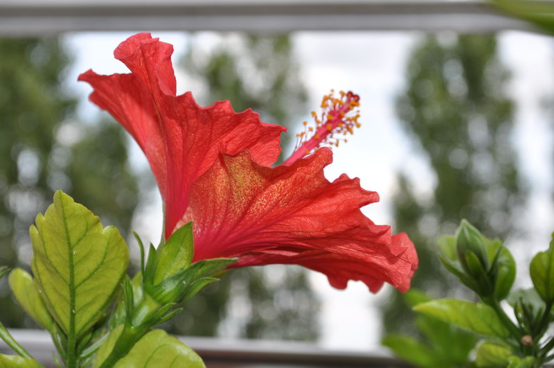 flowers005
