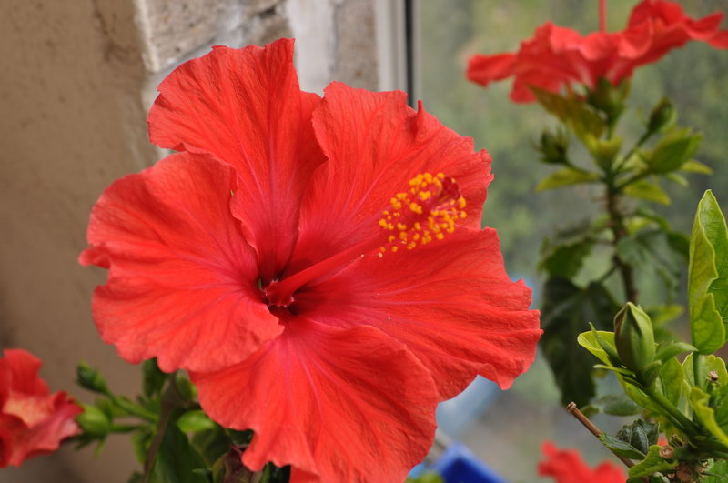 flowers006