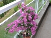 flowers001