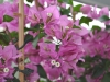 flowers002