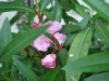 flowers003