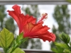 flowers005