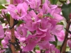 flowers008